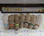 Puppy Male Puppies Golden Cocker Retriever