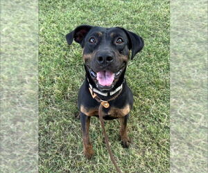 Mastador Dogs for adoption in Evansville, IN, USA