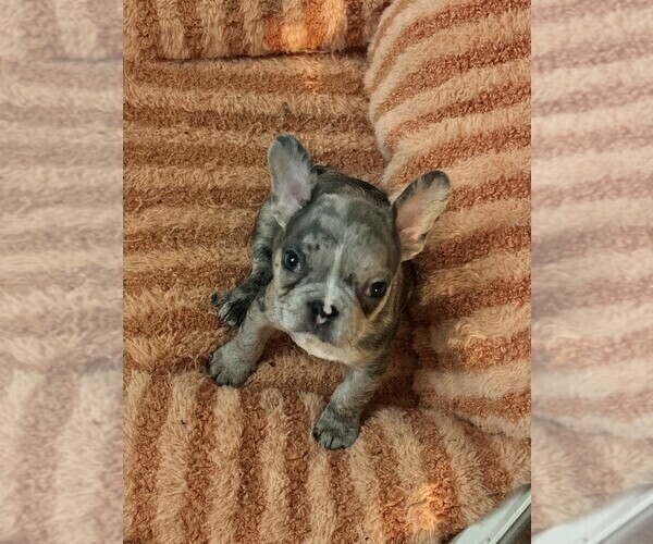 Medium Photo #1 French Bulldog Puppy For Sale in ALMO, KY, USA