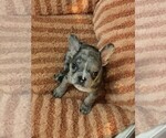 Puppy Chippy French Bulldog