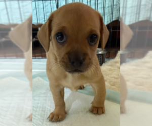 Chihuahua-Unknown Mix Dogs for adoption in St. Augustine, FL, USA