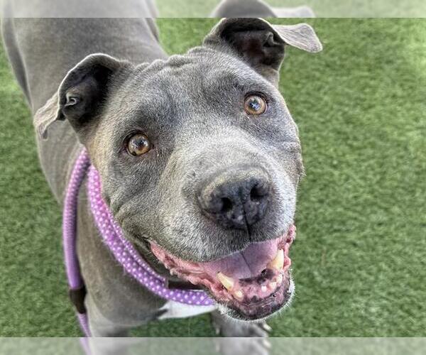 Medium Photo #2 American Pit Bull Terrier-Unknown Mix Puppy For Sale in Las Vegas, NV, USA