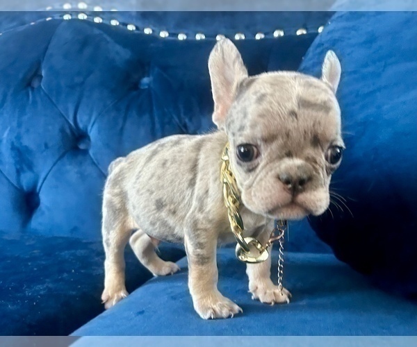 Medium Photo #1 French Bulldog Puppy For Sale in ENCINO, CA, USA