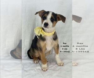 German Shepherd Dog-Unknown Mix Dogs for adoption in Saegertown , PA, USA