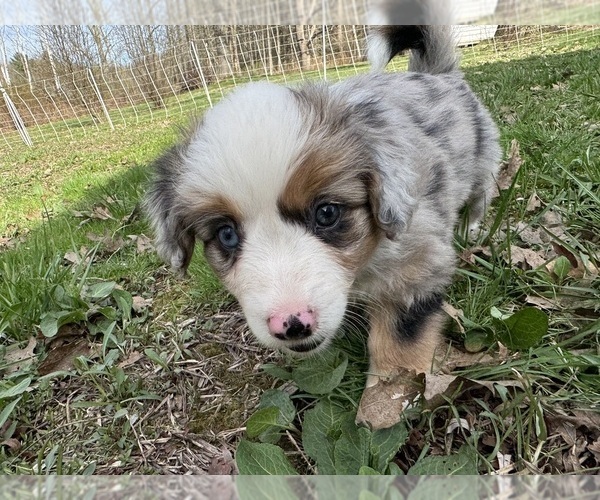 Medium Photo #7 Aussie-Corgi Puppy For Sale in ESPERANCE, NY, USA