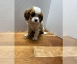 Image preview for Ad Listing. Nickname: Pups