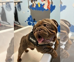 Father of the English Bulldog puppies born on 02/15/2026