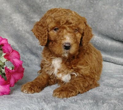 Medium Photo #5 Goldendoodle Puppy For Sale in FREDERICKSBG, OH, USA