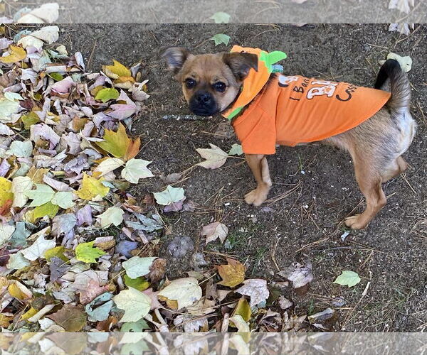 Medium Photo #2 Mutt Puppy For Sale in Shelburne, VT, USA