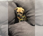 Small #1 Pug Mix