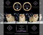 Small #1 Pomeranian