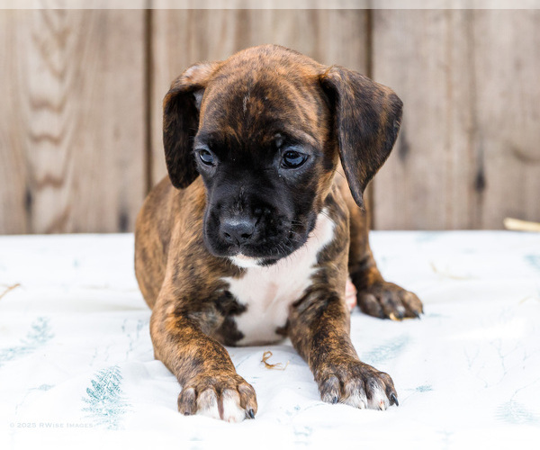 Medium Photo #57 Boxer Puppy For Sale in WAKARUSA, IN, USA