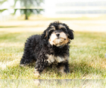 Small Photo #8 Bernedoodle-Poodle (Miniature) Mix Puppy For Sale in SHIPSHEWANA, IN, USA