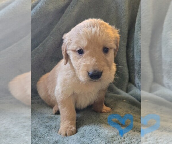 Medium Photo #1 Golden Retriever Puppy For Sale in RIGA, MI, USA