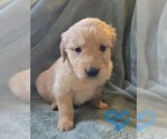 Small Golden Retriever