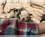 Small Photo #10 Pug Puppy For Sale in BLOOMINGTON, IL, USA