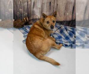 Conan - Male Unknown-pomeranian spitz Mix Dog for Adoption - Photo #5