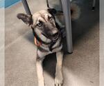 Small German Shepherd Dog