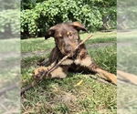 Small #1 Labrador Retriever Mix