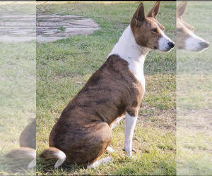 Mother of the Basenji puppies born on 12/04/2019