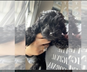 Shih-Poo Puppy for sale in INDIANAPOLIS, IN, USA