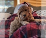 Small #3 Goldendoodle (Miniature)