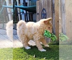 Small Photo #6 Aussie-Poo-Poodle (Miniature) Mix Puppy For Sale in PIONEER, CA, USA