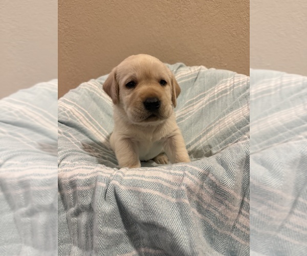 Medium Photo #1 Labrador Retriever Puppy For Sale in LELAND, NC, USA