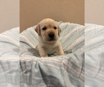 Black female - Female Labrador Retriever Puppy for Sale - Small photo