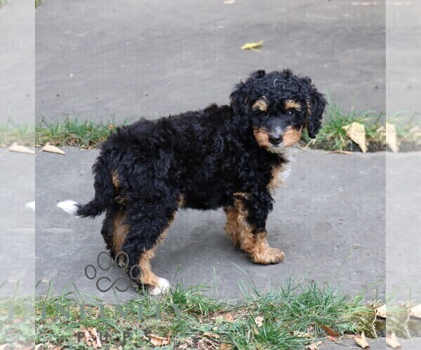 Medium Photo #2 Bernedoodle (Miniature) Puppy For Sale in NARVON, PA, USA