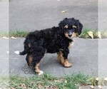 Small #1 Bernedoodle (Miniature)