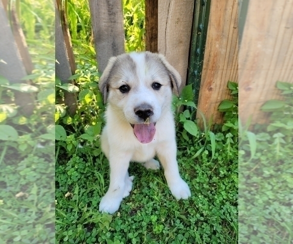 Medium Photo #1 Golden Pyrenees-Great Pyrenees Mix Puppy For Sale in NEVADA, OH, USA