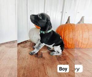 German Shorthaired Pointer Puppy for sale in NORWAY, SC, USA