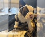 Puppy Frank Olde English Bulldogge