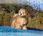 Small #1 ShihPoo