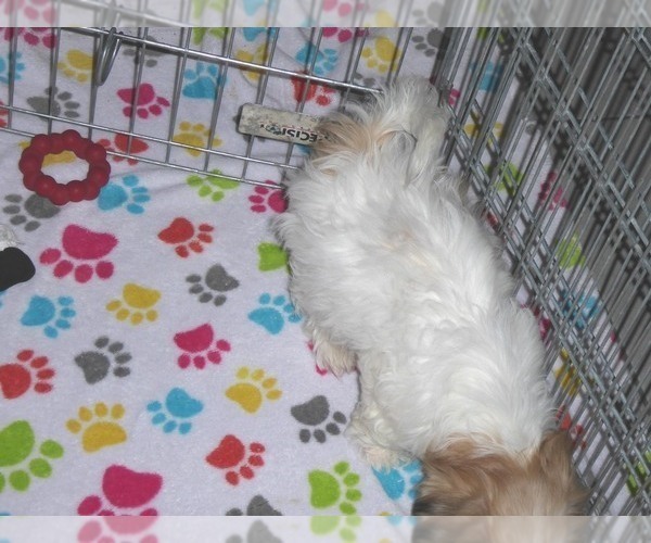 Medium Photo #2 Shih Tzu Puppy For Sale in ORO VALLEY, AZ, USA
