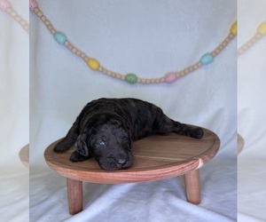 Medium Goldendoodle (Miniature)