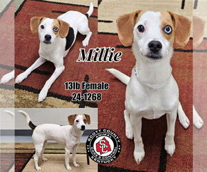 Mutt Dogs for adoption in Georgetown, KY, USA