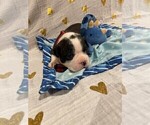 Small Photo #18 Boston Terrier Puppy For Sale in MONTVILLE, OH, USA