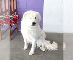 Small #2 Great Pyrenees Mix
