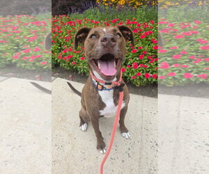 Mutt Dogs for adoption in Rockaway, NJ, USA