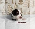Puppy Espresso Australian Shepherd
