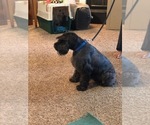 Small Photo #1 Schnauzer (Miniature) Puppy For Sale in SALEM, OR, USA