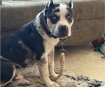 Small Photo #1 American Bully Puppy For Sale in NIXA, MO, USA