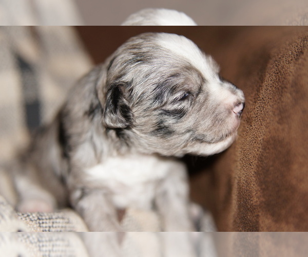 Medium Photo #6 Golden Mountain Doodle  Puppy For Sale in JIM FALLS, WI, USA