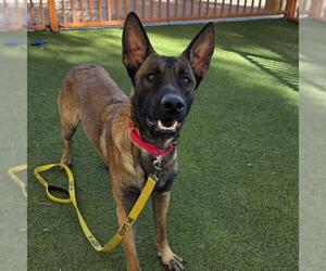 German Shepherd Dog-Unknown Mix Dogs for adoption in Las Vegas, NV, USA