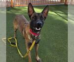*GERTRUDE - Male German Shepherd Dog-Unknown Mix Dog for Adoption - Small photo
