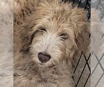 Small Photo #1 Goldendoodle Puppy For Sale in Oakland Park, FL, USA