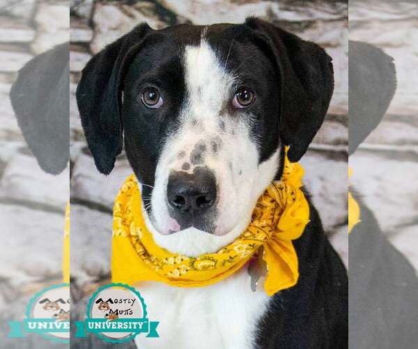 Medium Photo #1 Mutt Puppy For Sale in Kennesaw, GA, USA