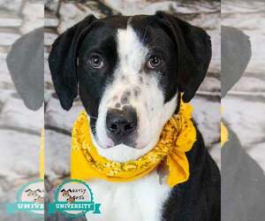 Mutt Dogs for adoption in Kennesaw, GA, USA